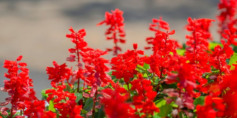 Garden Sage - Salvia splendens