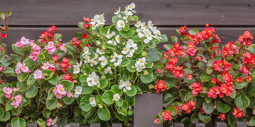 Wax Begonia - Begonia semperflorens