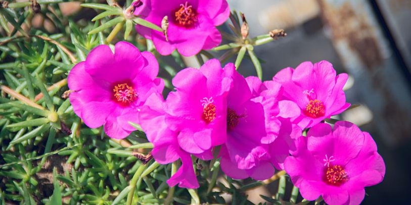 Purslane - Portulaca grandiflora