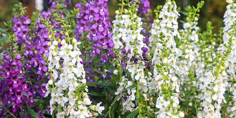 Angelonia - Angelonia angustifolia