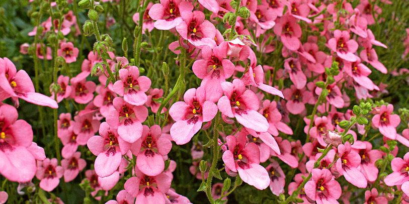 Twinspurs - Diascia spp