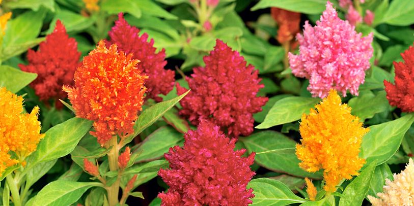 Plumed Celosia - Celosia argentea