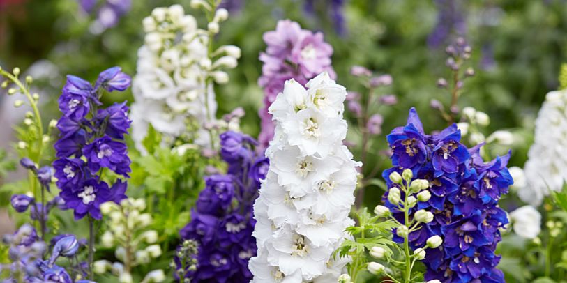 Larkspur or Delphinium