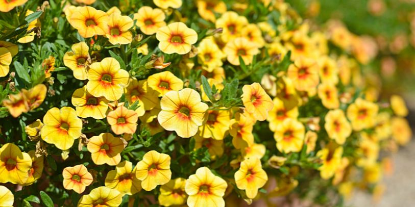 Calibrachoa - Calibrachoa x hybrida