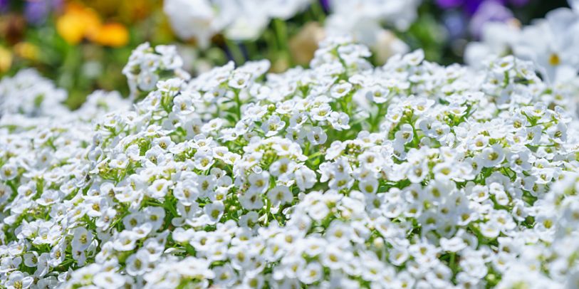 Alyssum - Lobularia maritima