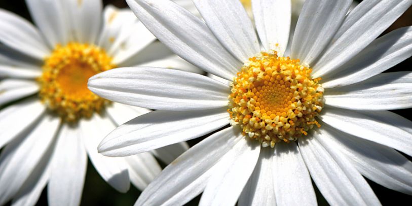 Daisy - Leucanthemum vulgare