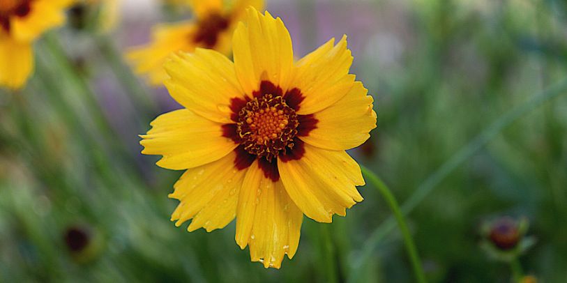 Dark Coreopsis - Coreopsis tinctoria