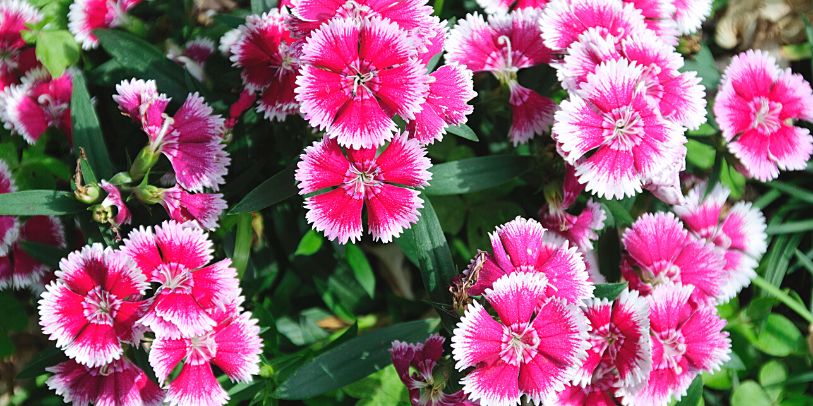 China Pink - Dianthus chinensis