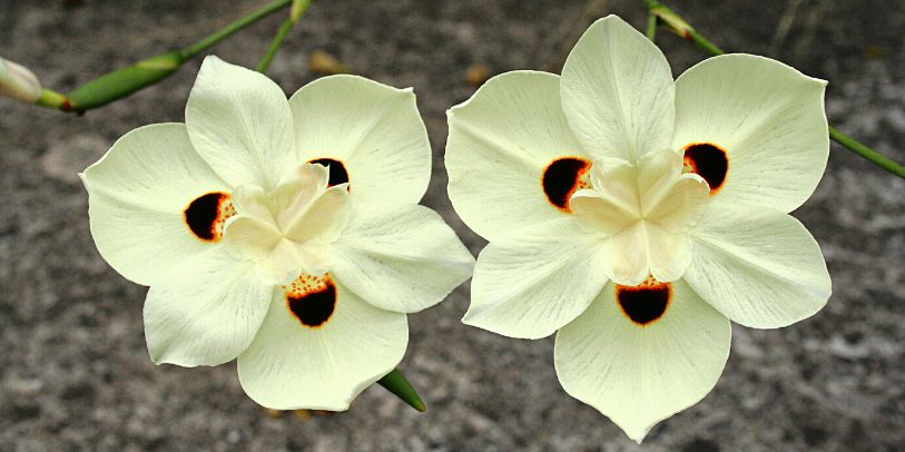 Bicolor Moraea - Dietes bicolor