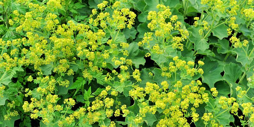 Lady's Mantle