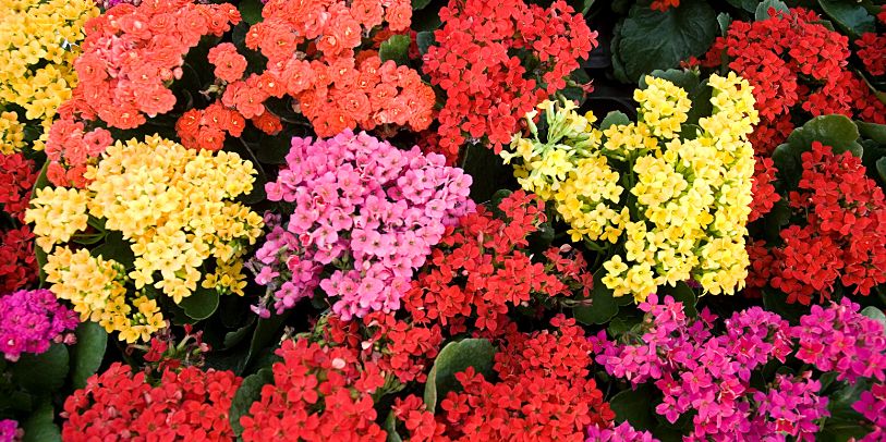 Kalanchoe - Kalanchoe blossfeldiana