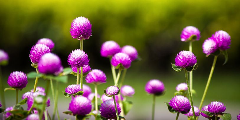 Globe Amaranth - Gomphrena globosa