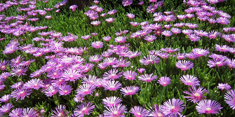 Ice Plant - Lampranthus productus