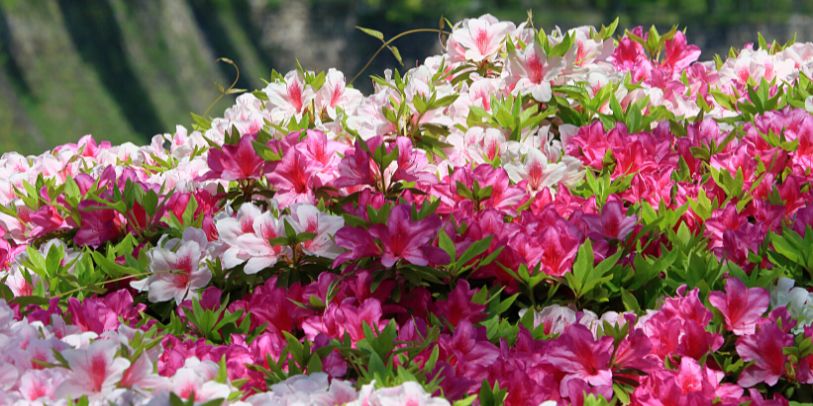 Azalea