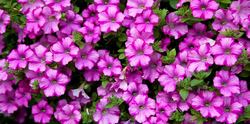 Everblooming Petunia - Petunia integrifolia