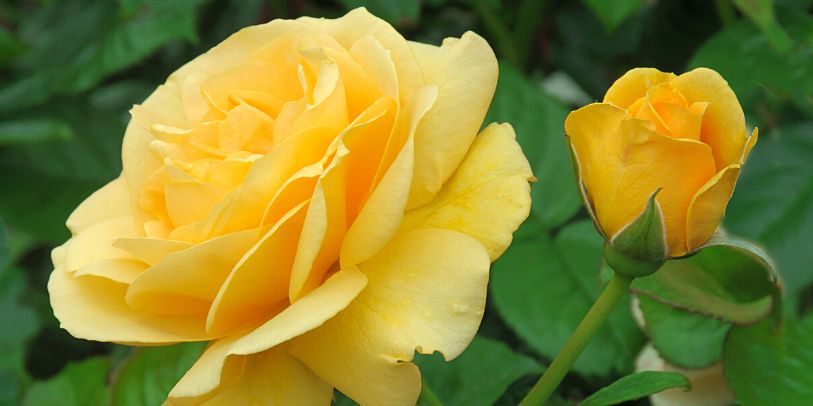 Golden Celebration Rose