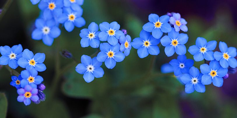 Forget-Me-Not