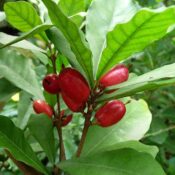 Synsepalum dulcificum - Miracle Fruit