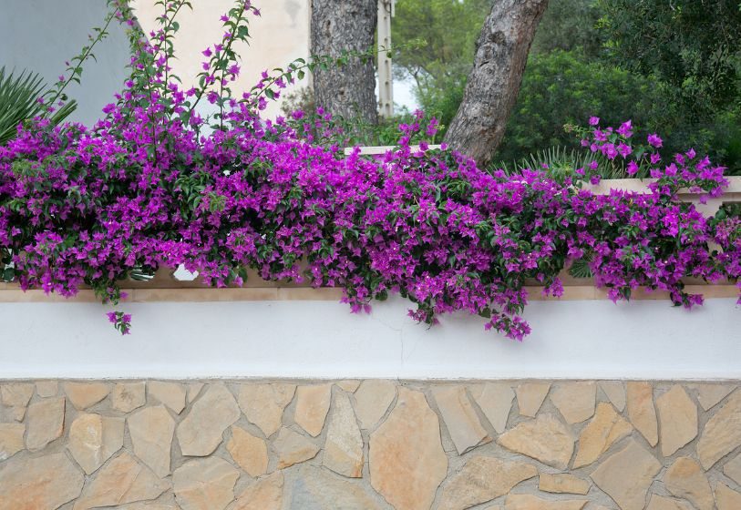 bougainvillea on a wall