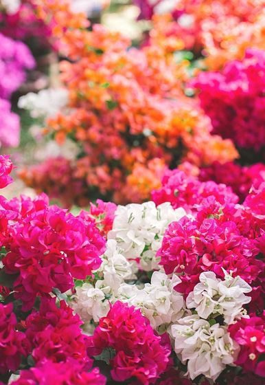 colorful bougainvilleas