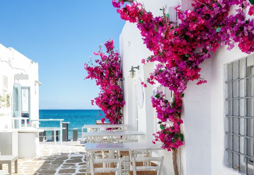 climbing bougainvilleas