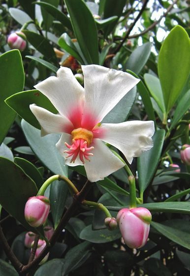 Porcelain Flower - Clusia orthoneura