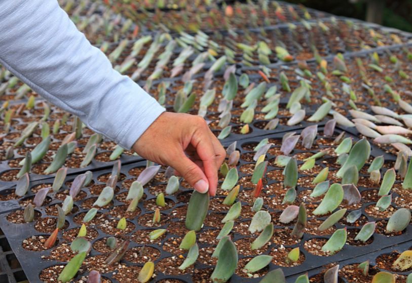 Succulent nursery