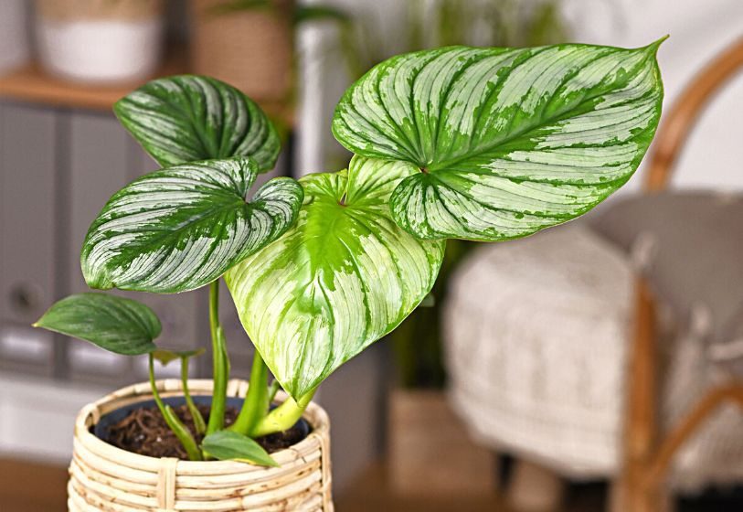 Philodendron mamei