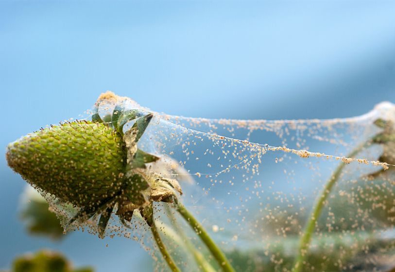 Typical symptoms of mites often include a fine web on the plant
