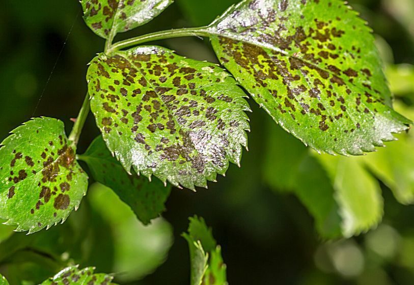 Bronze spots are formed by the scraping of plant tissues by mites