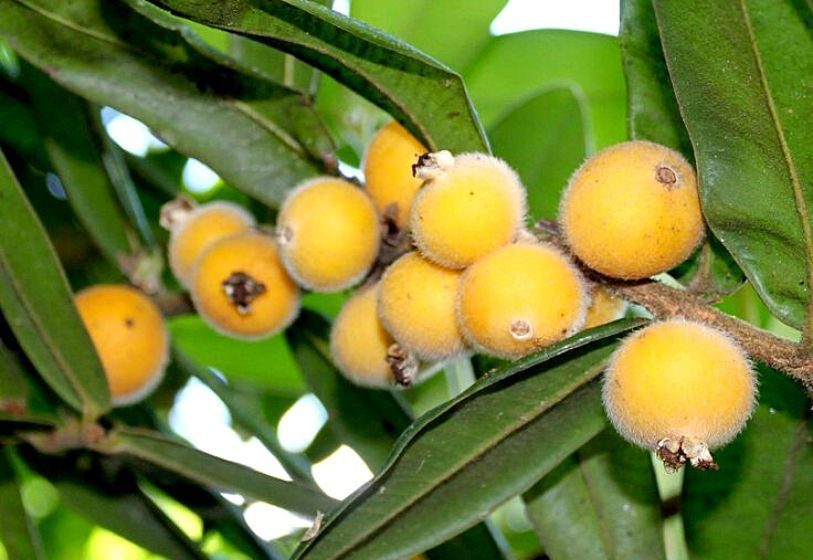 Brazilian Hairy Fruit (Myrciaria glazioviana)