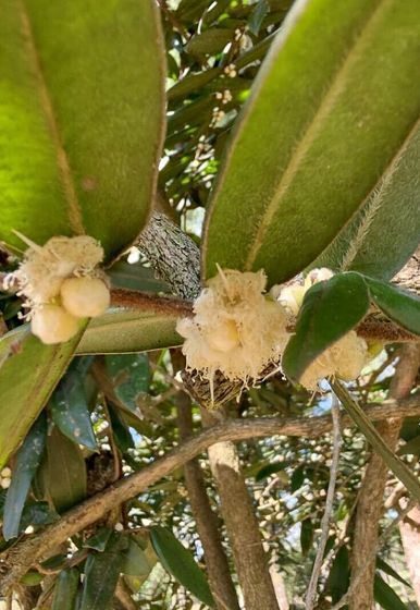 Brazilian Hairy Fruit - Myrciaria glazioviana