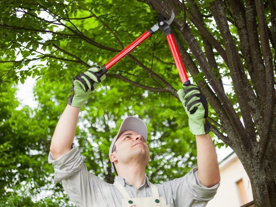 Choose your gardening tools wisely for efficient and comfortable garden care. Man pruning a tree with pruning shears.