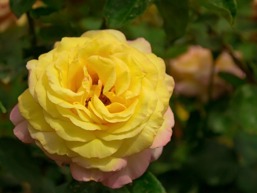 Hybrid Tea Rose 'Peace'