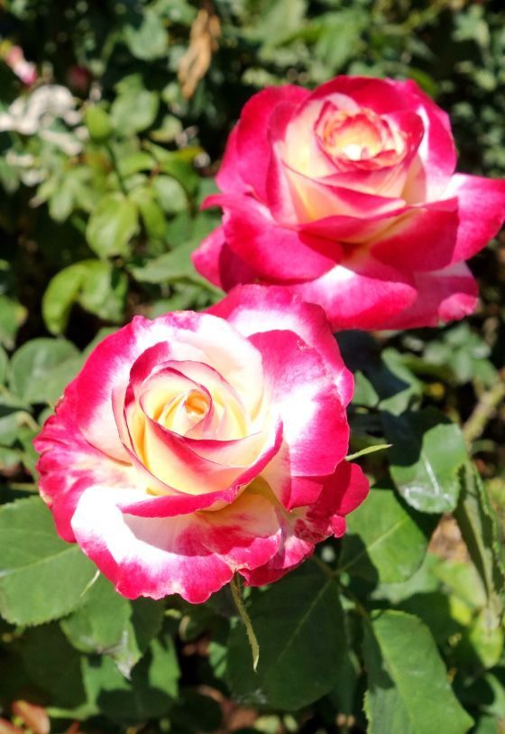 Hybrid Tea Rose 'Double Delight'