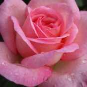 tea hybrid rose 'Queen Elizabeth'