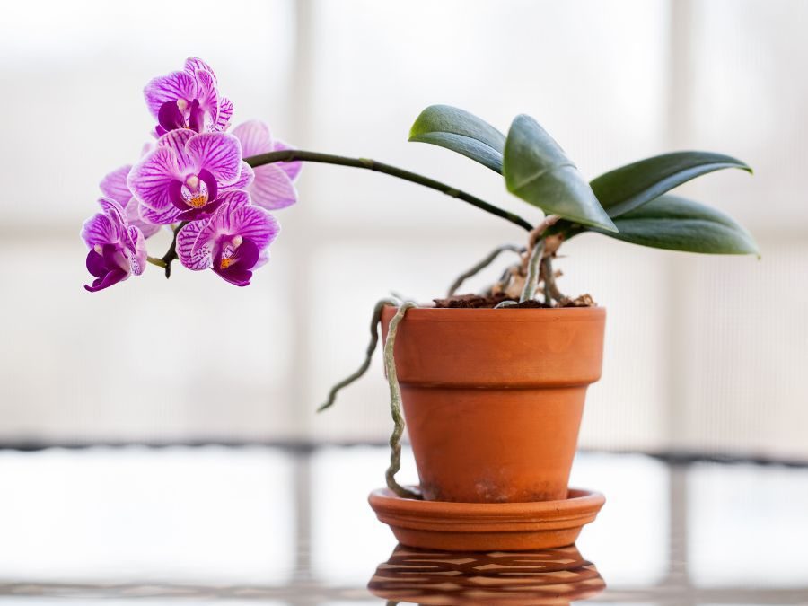 Orchids should not bloom only once. Put effort into fertilizing them to see them blooming every year.