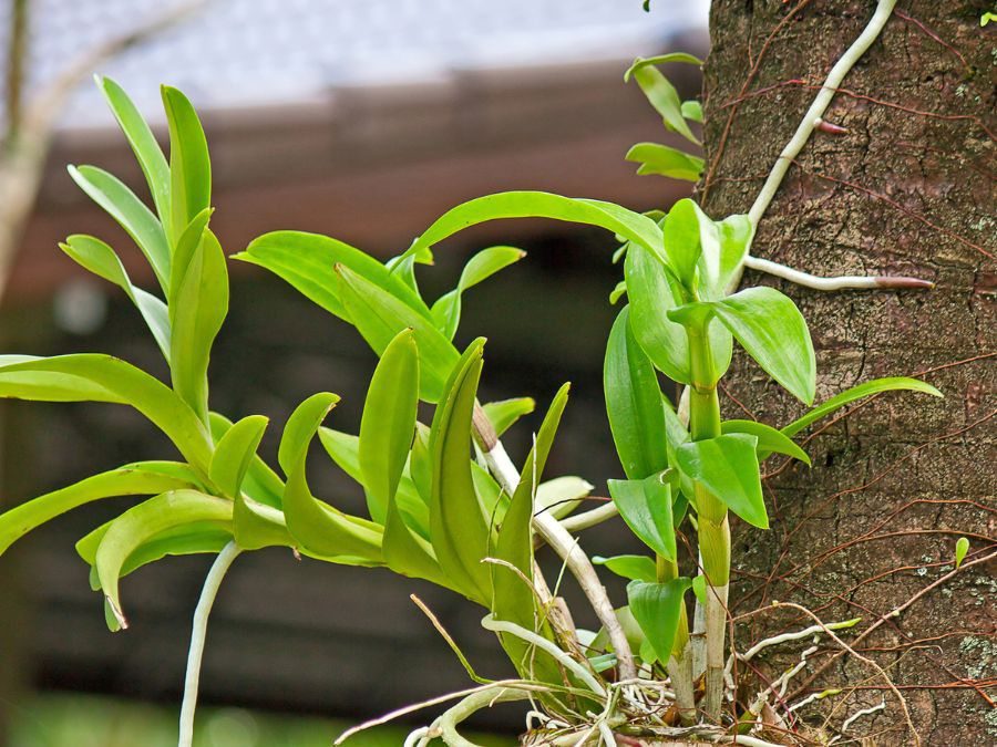 Orchid on a tree