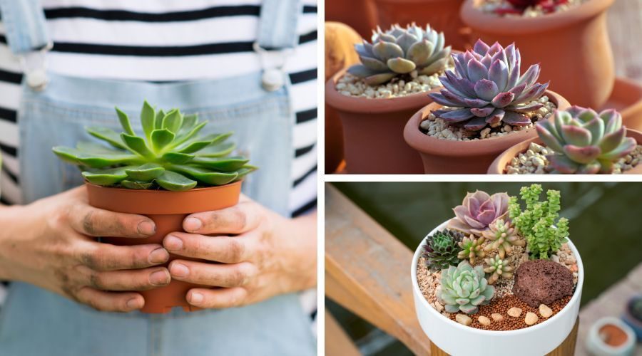 succulents are a symbol of resilience