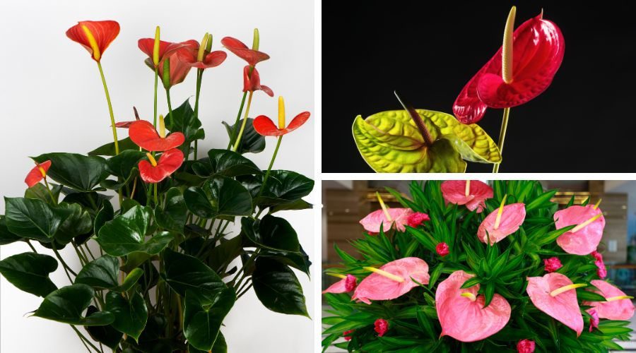 anthuriums have a special sensuality
