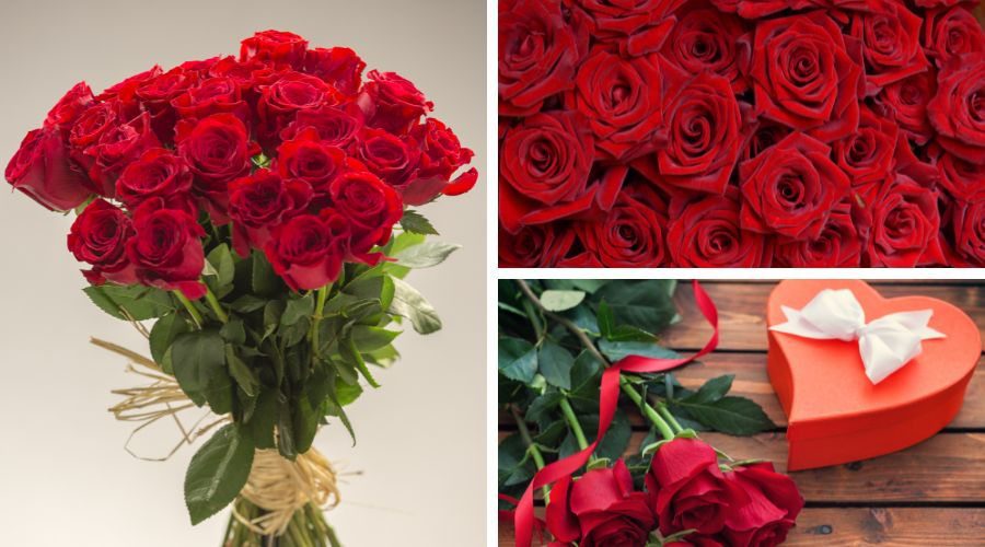 red roses are a lovely gift for Valentine's Day