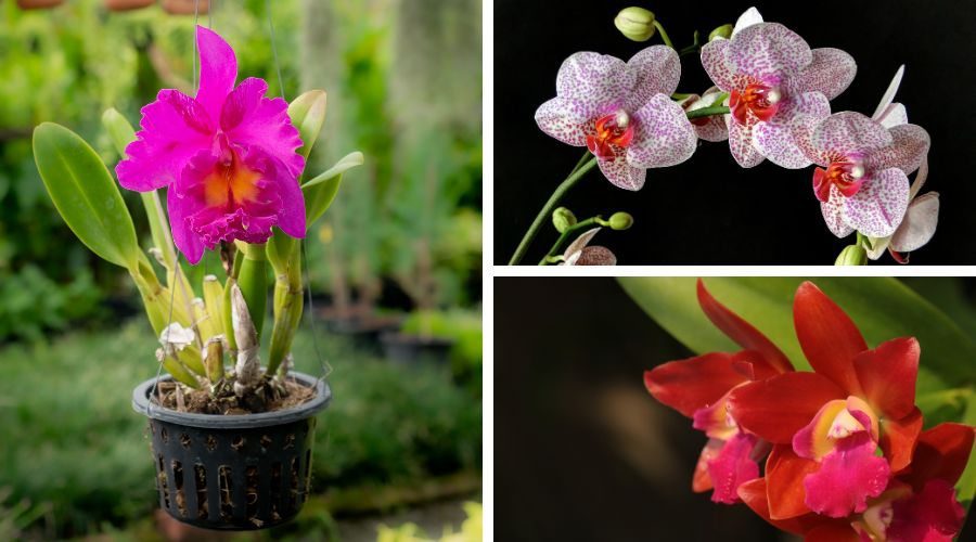 orchids always impress on Valentine's Day