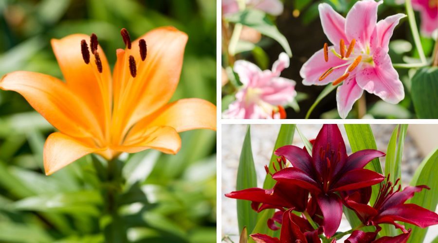 Lilies are a lavish gift on Valentine's Day