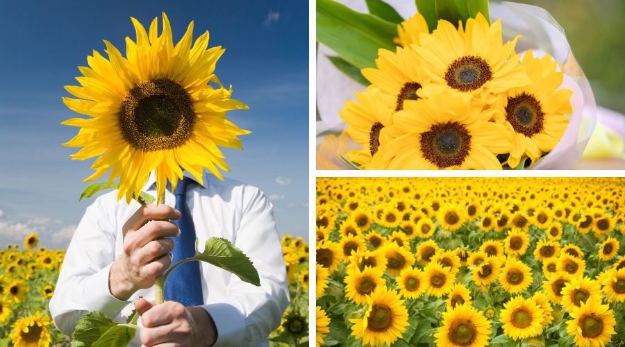 sunflower: the flower of love's energy