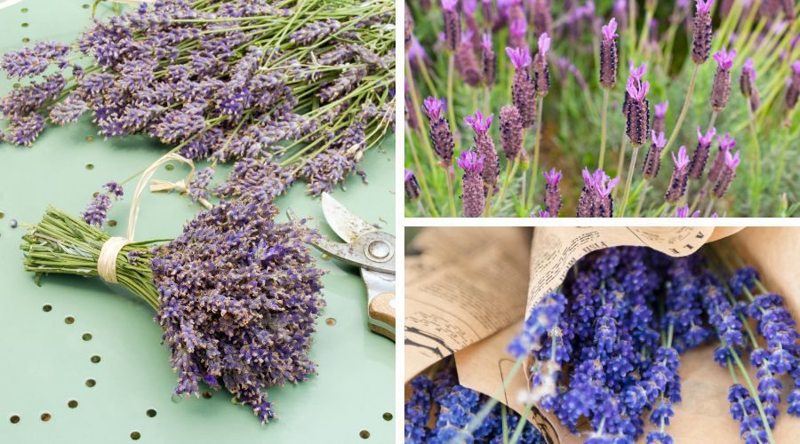for a calm love, choose lavenders