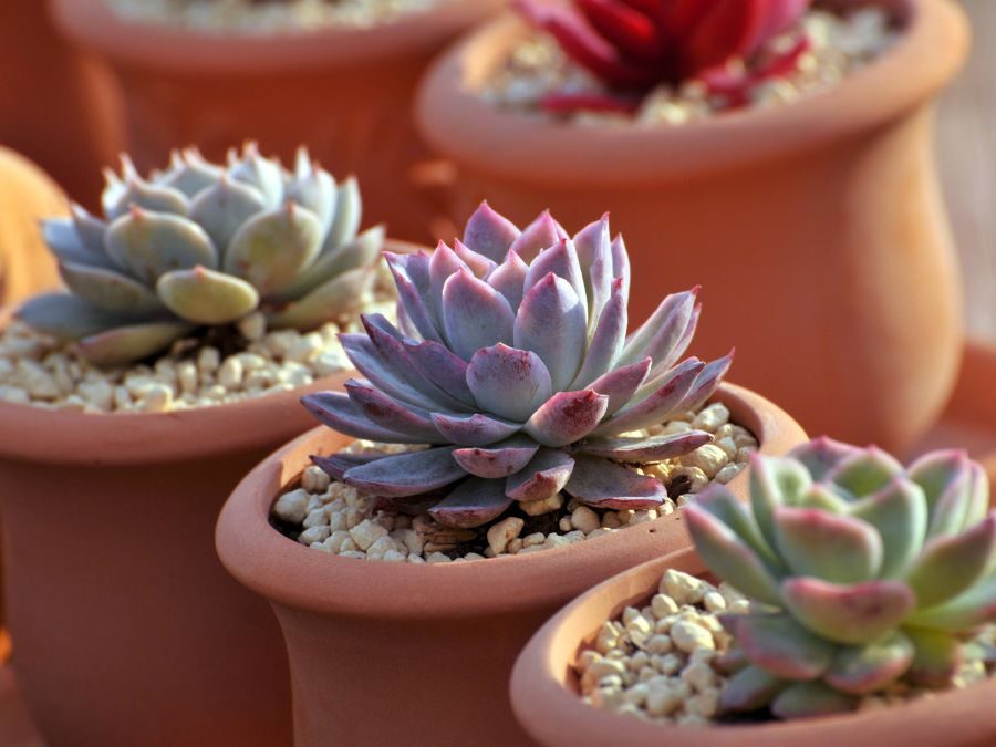 Special Requirements for Succulent Substrates