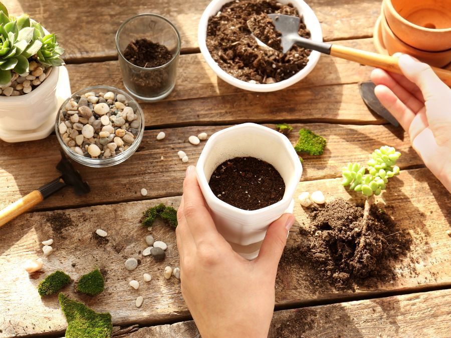 Materiais que retém a umidade são importantes, principalmente para plantas novas e vasos pequenos.