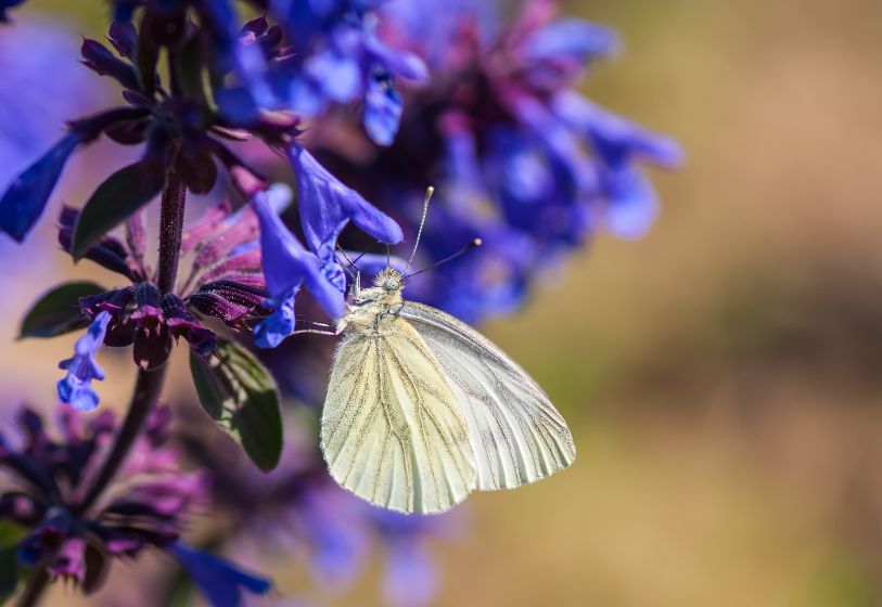 Butterfly on flower