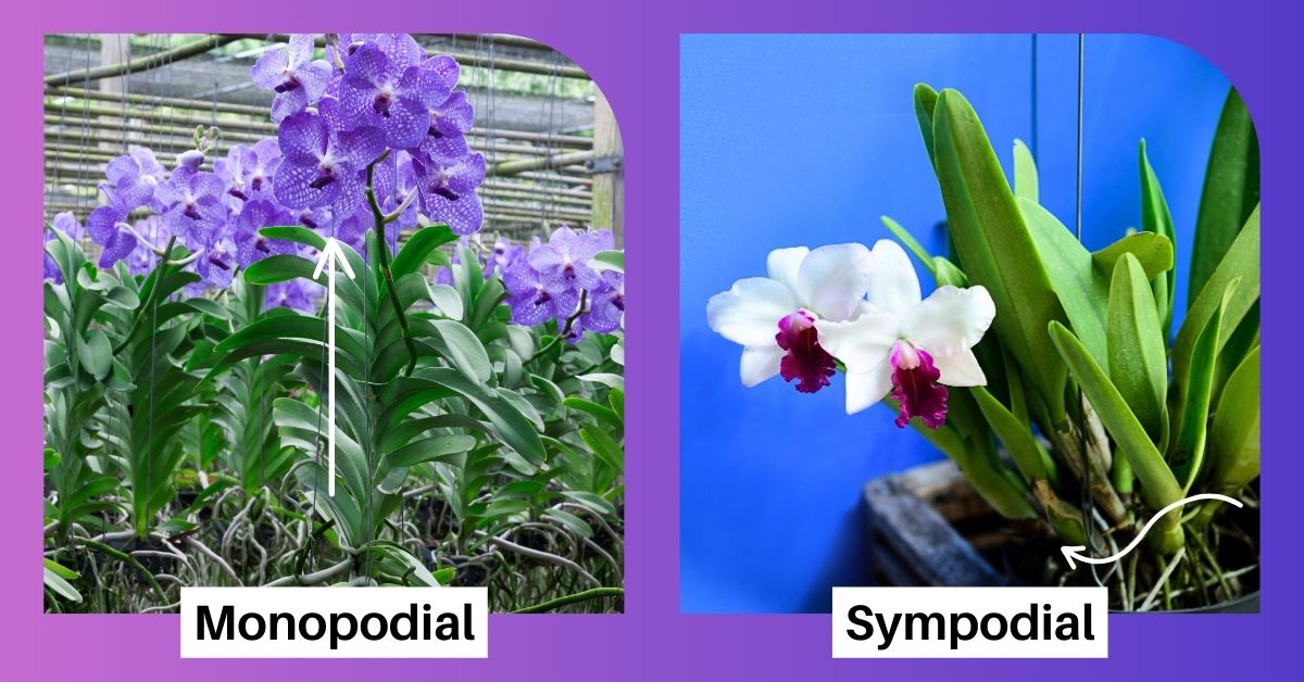monopodial and sympodial types of orchids