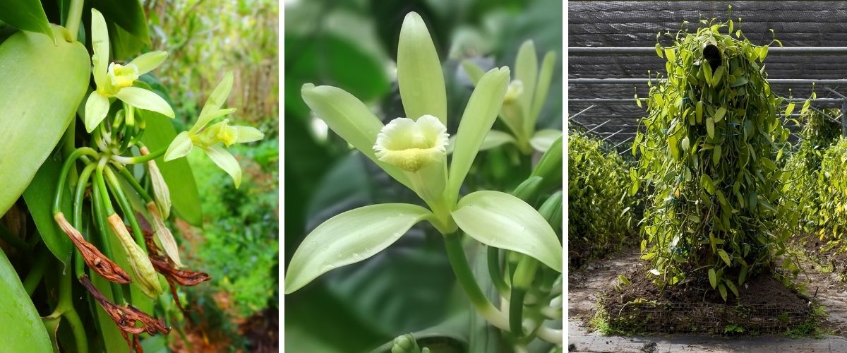 Orchid Vanilla - Vanilla sp
